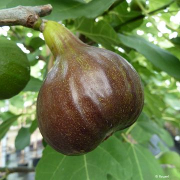 Figueira Bornholms Diamant - Ficus carica