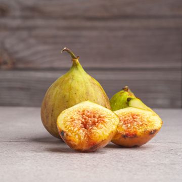 Figueira Gustis Ficcolino - Ficus carica