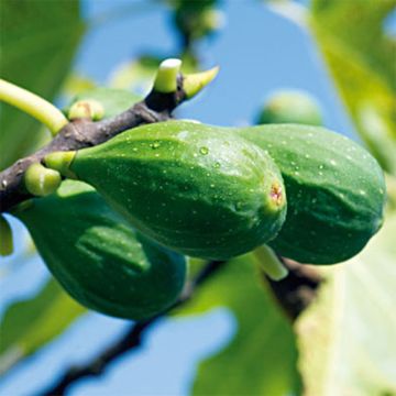 Figueira Longue d'Août - Ficus carica