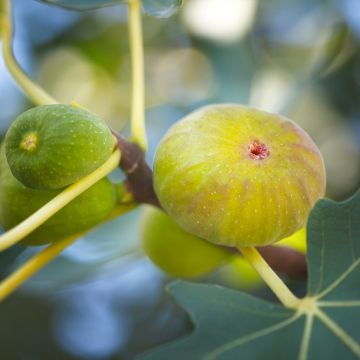 Figueira Marseillaise - Ficus carica