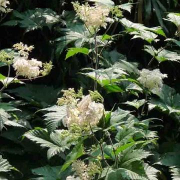 Filipendula camtschatica