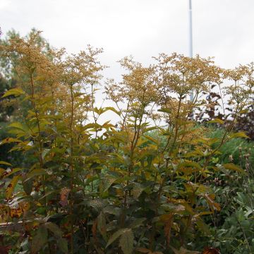 Filipendula purpurea Alba