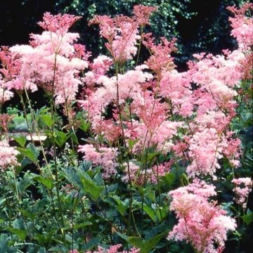 Filipendula rubra Venusta