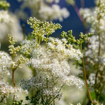 Filipendula vulgaris