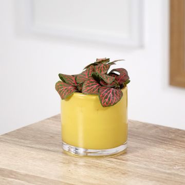 Fitónia Joly Josan Red Fitónia Joly Josan Red