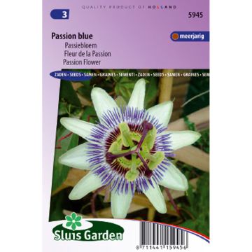 Maracujá-azul em sementes - Passiflora caerulea