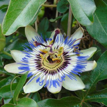 Maracujá-azul em sementes - Passiflora caerulea