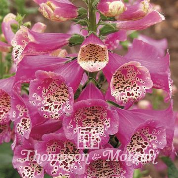 Sementes de Digitalis purpurea Camelot Rosa F1