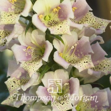 Sementes de Digitalis purpurea Candy Mountain Peach