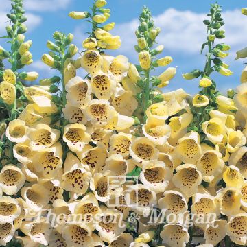 Sementes de Digitalis purpurea Primrose Carousel