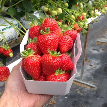 Morangueiro Magnum COV Marionnet 97 não remontante