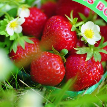 Morangueiro Mara des Bois remontante