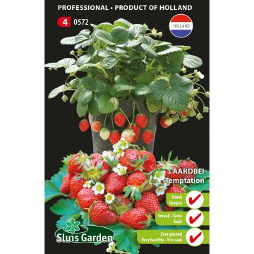 Morangueiro Temptation - Tresca