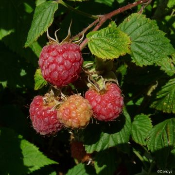 Framboeseiro Lulu la Sucrée não remontante - Rubus idaeus