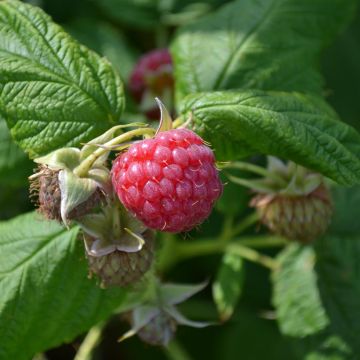 Framboeseiro Meeker - Rubus idaeus