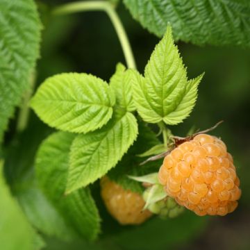 Framboeseiro Twotimer Sugana Yellow remontante - Rubus idaeus