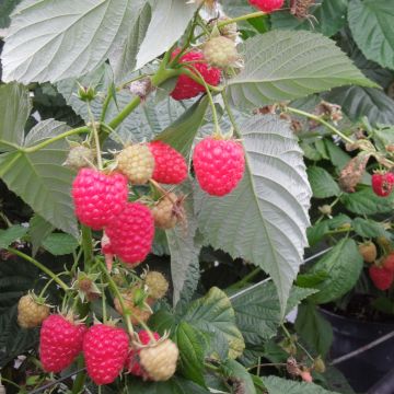 Framboeseiro Versailles remontante Bio - Rubus idaeus