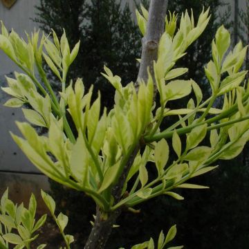 Freixo Variegata - Fraxinus angustifolia