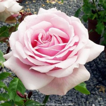 Roseira de flor grande Frédéric Mistral