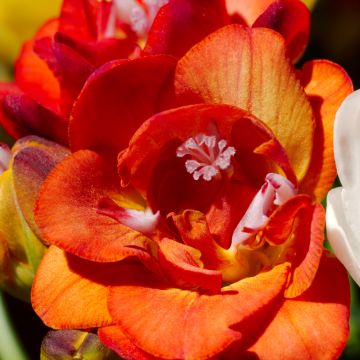 Frésia Duplo Vermelho