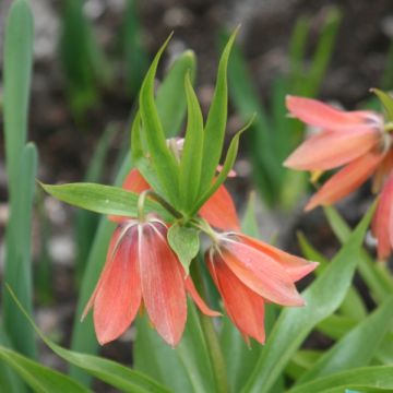 Fritillaria imperialis Bach - Coroa-imperial
