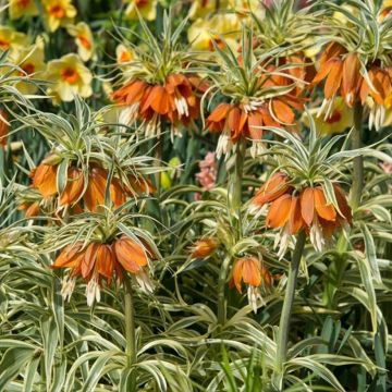 Fritillaria imperialis Argentea Variegata - Coroa-imperial