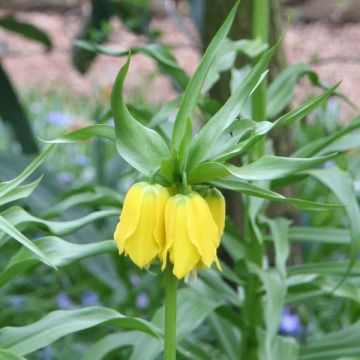 Fritillaria imperialis Lutea - Coroa-imperial