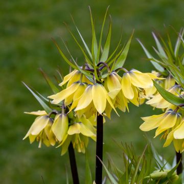 Fritillaria imperialis Early Sensation - Coroa-imperial