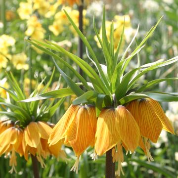 Fritillaria imperialis Striped Beauty - Coroa-imperial