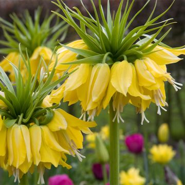 Fritillaria imperialis Lutea - Coroa-imperial