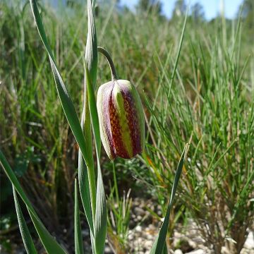 Fritillaria crassifolia subsp. crassifolia