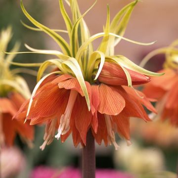 Fritillaria imperialis Aureomarginata - Coroa-imperial