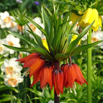 Fritillaria imperialis Rubra - Coroa-imperial