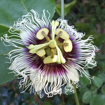 Passiflora edulis f. flavicarpa