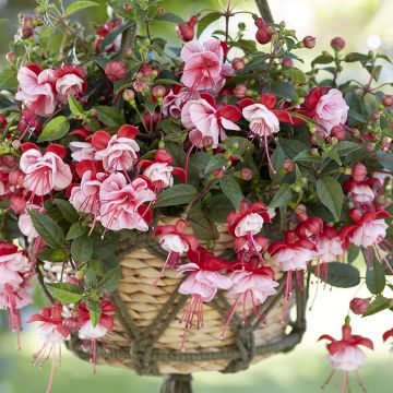 Brinco-de-princesa Bella Laura