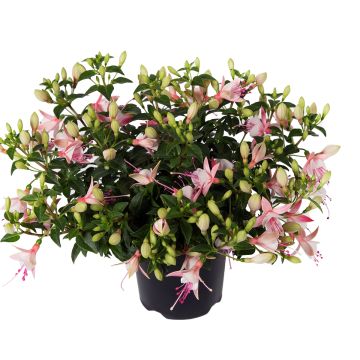 Brinco-de-princesa Bella Sophia