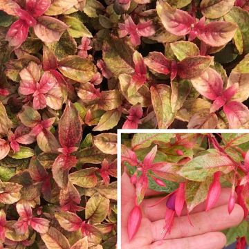 Brinco-de-princesa Happy Birthday