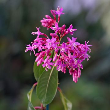 Fúcsia Lechlade Gordon