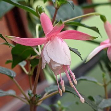 Fúcsia Summermelody Sunantonio Pink-White
