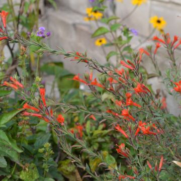 Epilobium canum subsp. angustifolium Dublin