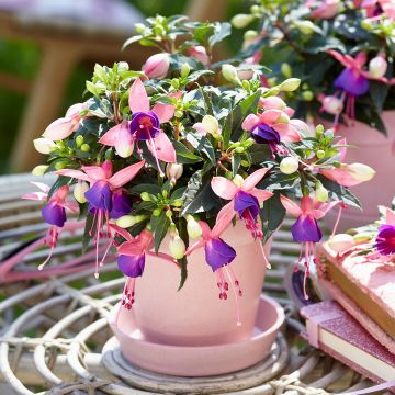 Brinco-de-princesa Bella Mariska