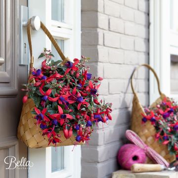 Brinco-de-princesa Bella Sacha