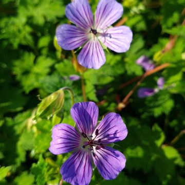 Geranium wallichianum Magical® All Summer Joy