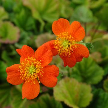 Geum coccineum Borisii