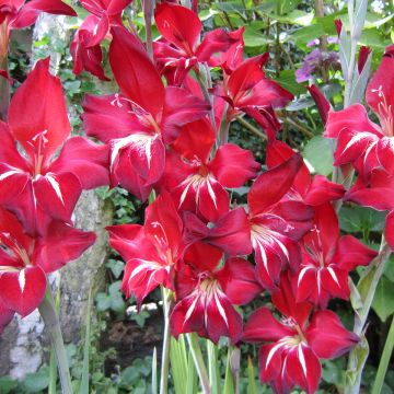 Gladíolo Addi Claudia