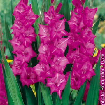 Gladíolo Violet Moon