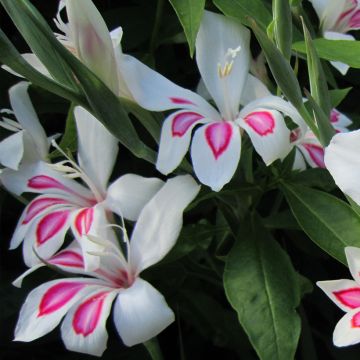 Gladíolo Prins Claus