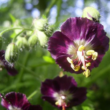 Geranium phaeum