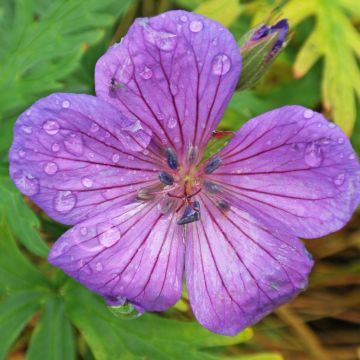 Gerânio Kashmir Purple - Geranium clarkei