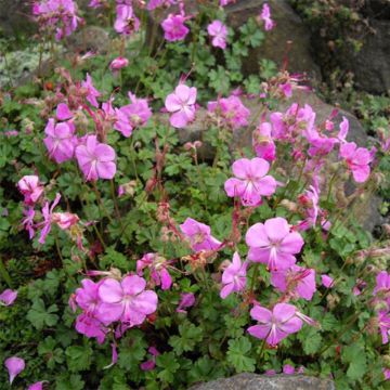 Gerânio Bressingham Pink - Geranium dalmaticum